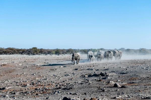 Egy afrikai elefántcsorda közeledik egy vízeséshez Etoshában. — Stock Fotó