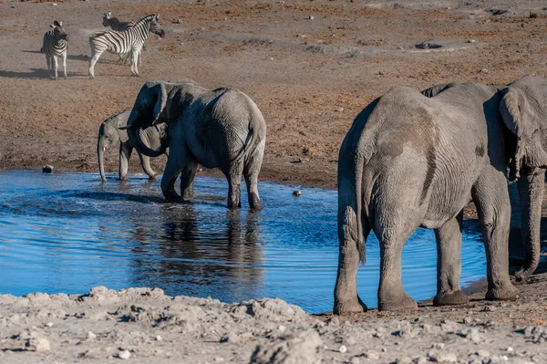 Słonie afrykańskie, picie w waterhole — Zdjęcie stockowe