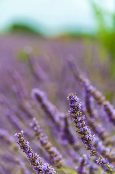 Campos de lavanda no sul da França — Fotografia de Stock