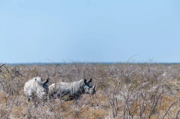Vita noshörningar bete på slätterna i Etosha National Park — Stockfoto