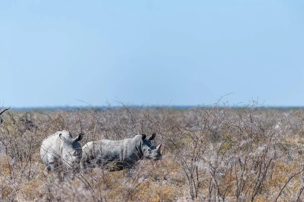 Etosha Milli Parkı ovalarında beyaz gergedanlar otlatma — Stok fotoğraf