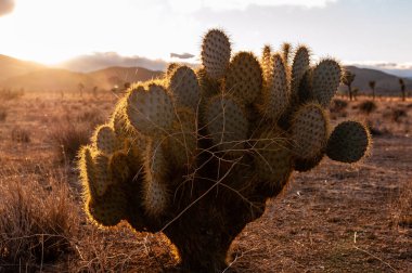 Kaktüs, Joshua Tree Ulusal Parkı 'nda batan güneşle aydınlandı.