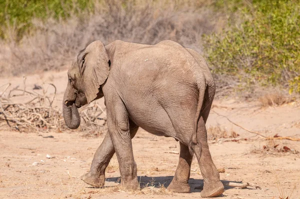 Impressionen Eines Afrikanischen Wüstenelefanten Loxodonta Africana Wandern Der Wüste Nordwesten — Stockfoto