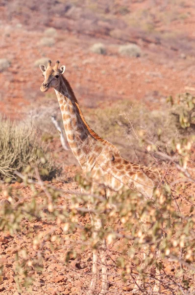 Detailní Záběr Angolské Žirafy Žirafa Angolensis Hlava Vyčnívající Keřů Namibijské — Stock fotografie