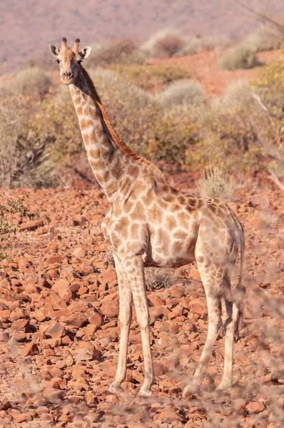 Zürafa Zürafa Zürafa Zürafalar Namibya Çölü Nün Çalılarından Fırlayan Başları — Stok fotoğraf