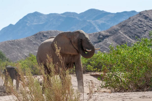 ナミビア砂漠における砂漠の象の閉鎖 — ストック写真