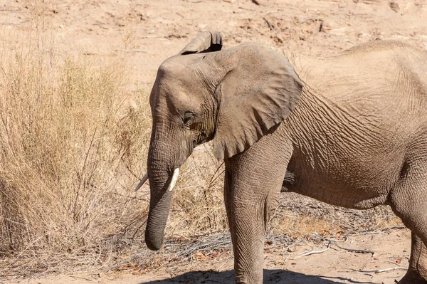 Nahaufnahme eines Wüstenelefanten in Namibia — Stockfoto