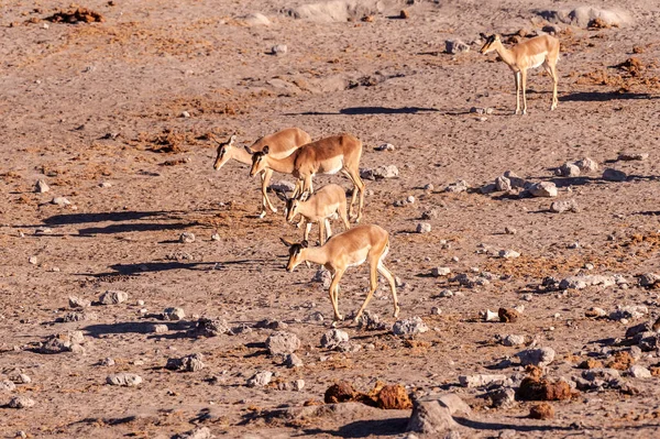 Uma manada de Antilope caminhando em direção a um poço — Fotografia de Stock