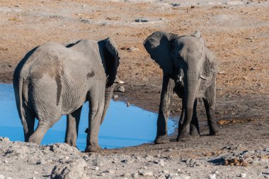 İki Afrika Fili kavga ediyor.