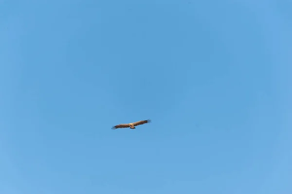 Abutre de cabeça branca em voo sobre Etosha — Fotografia de Stock
