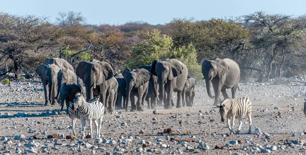 Un troupeau d'éléphants d'Afrique s'approche d'un trou d'eau à Etosha — Photo