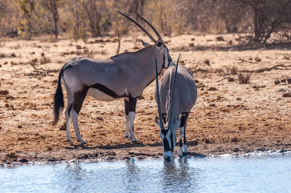 Orynx dricka från ett vattenhål — Stockfoto