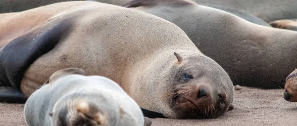 Colônia de focas na costa do esqueleto — Fotografia de Stock