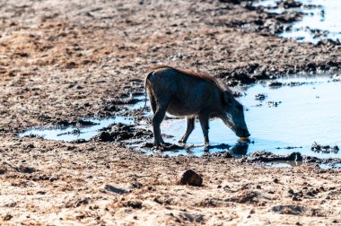 Etosha Milli Parkı 'ndaki Yaban domuzları