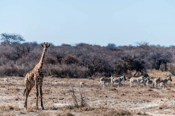 One Angolan Giraffe with a herd of Zebras in the background. — Stock Photo, Image