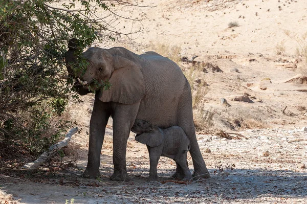 Έρημος ελέφαντας με το μοσχάρι σίτισης — Φωτογραφία Αρχείου