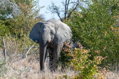 Çalılardan Çıkan Bir Afrika Fili