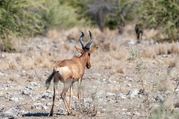 Az Etosha Nemzeti Park-Vörös tehénantilop — Stock Fotó