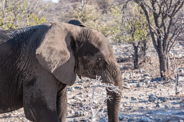 Крупный план африканского слона, проходящего мимо — стоковое фото