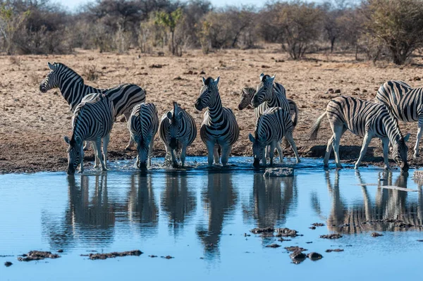 Un groupe de zèbres à Etosha — Photo