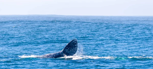 Хвост серого кита — стоковое фото