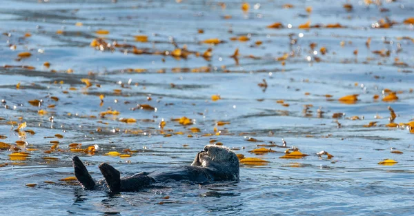 Mořské vydry plovoucí v Monterey Bay — Stock fotografie