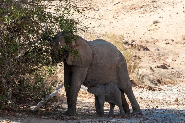 Elefante del deserto con il suo vitello nutritivo — Foto Stock