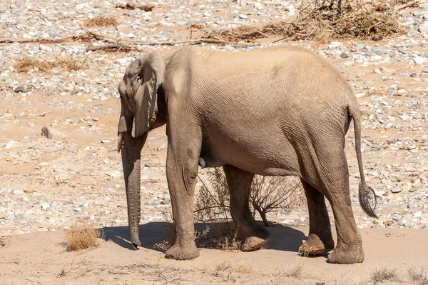 Wüstenelefant in Namibia — Stockfoto