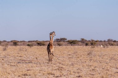 İki erkek zürafa yan yana yürüyor.