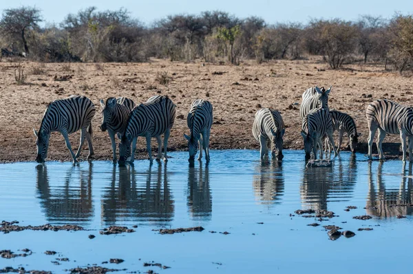 A csoport a zebrák az Etosha — Stock Fotó