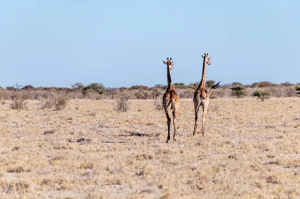 Two Male Giraffes walking next to each other — Stock Photo, Image