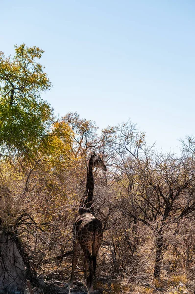 Detailní záběr angolské žirafy skrývající se v křoví — Stock fotografie
