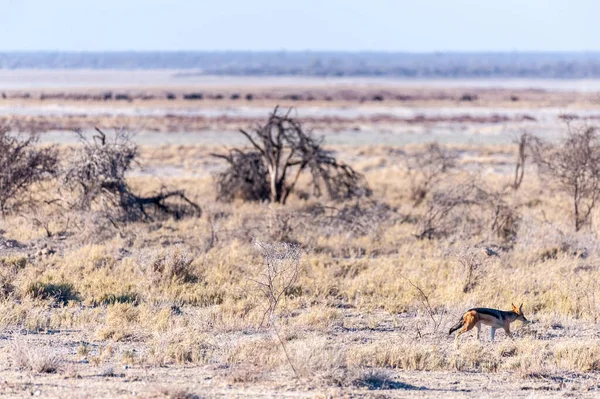 Chacal en la caza en Etosha —  Fotos de Stock