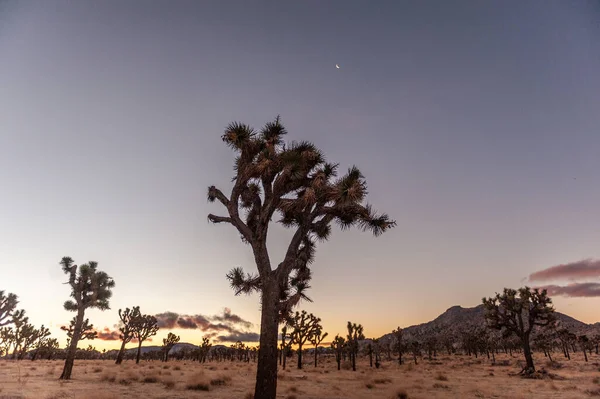 Wschód Słońca w Joshua Tree National Park — Zdjęcie stockowe