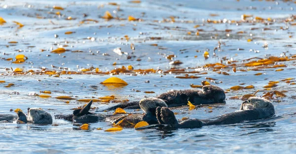 Monterey Körfezi 'nde yüzen su samurları. — Stok fotoğraf