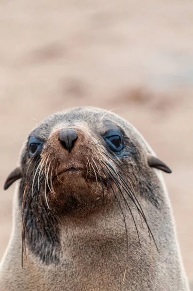 Seal colony at the Skeleton Coast — Stock fotografie