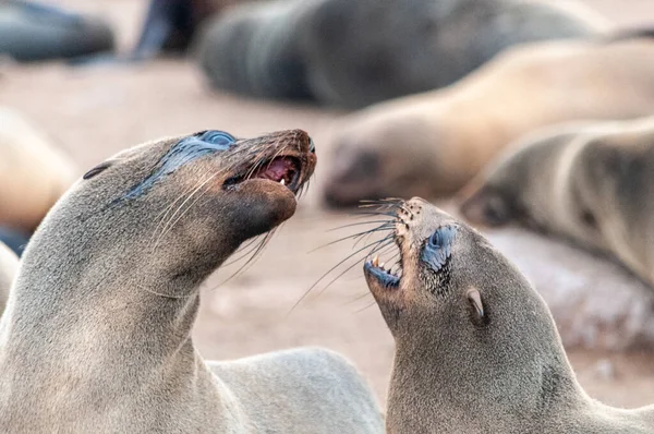 Seal kolónia a csontváz partján — Stock Fotó