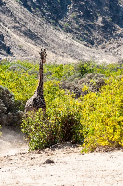 Одинокий жираф в пустыне Намибия — стоковое фото
