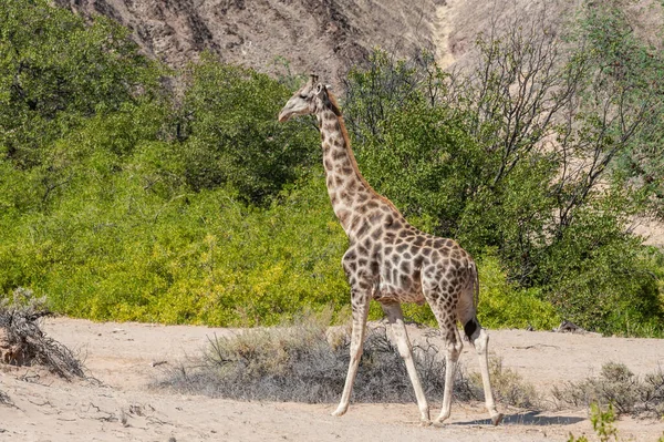 Samostatná žirafa v Namibijské poušti — Stock fotografie