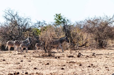 Etosha'da bir grup Zebra