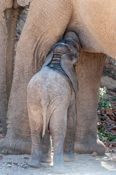 Egy sivatagi elefánt közelsége az etető borjúval — Stock Fotó