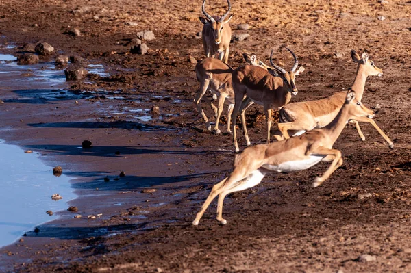 Rastlösa Impalas nära ett vattenhål — Stockfoto