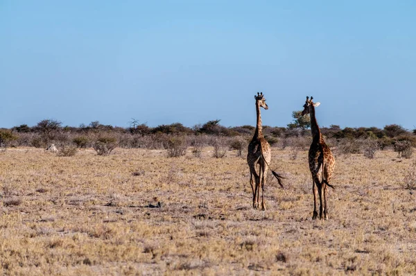 Due giraffe maschili che camminano una accanto all'altra — Foto Stock