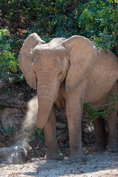 Encerramento de um elefante do deserto na Namíbia — Fotografia de Stock