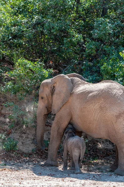 Крупним планом пустельний слон з його годуванням теля — стокове фото