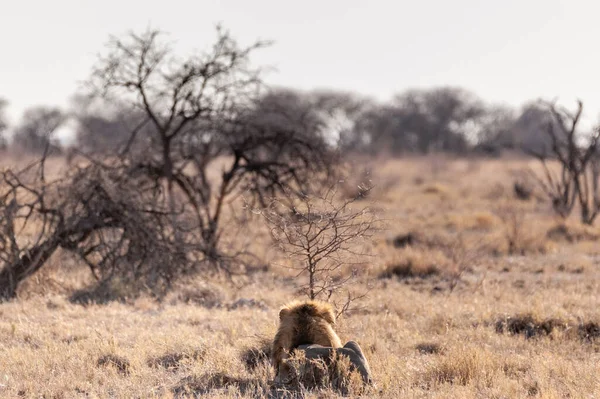 Männlicher Löwe ruht auf einer Ebene — Stockfoto