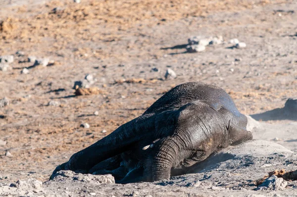 Ein afrikanischer Elefant überschlägt sich im Dreck. — Stockfoto
