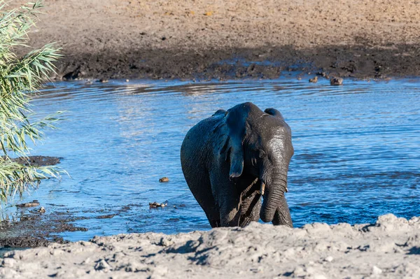 En afrikansk elefant som dyker upp ur ett vattenhål — Stockfoto