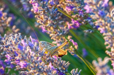 Güney Fransa 'da lavanta tarlasında Çekirge
