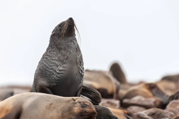 Kolonia fok na Wybrzeżu Szkieletów — Zdjęcie stockowe
